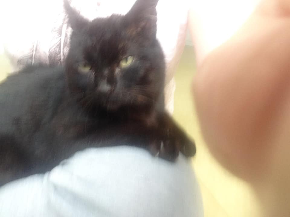 Onyx - beau chat noir - 5 ans  1df77110