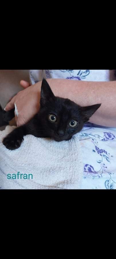 Safran / chaton mâle (chat libre) 23252510