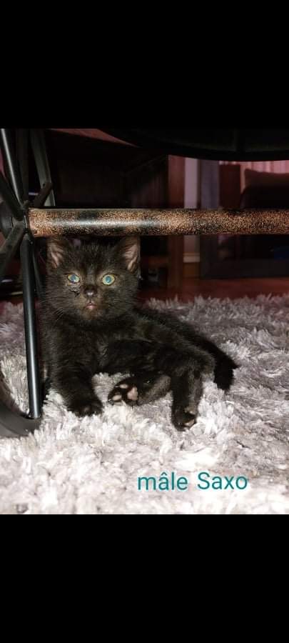 Saxo / chaton noir mâle 3b287b10
