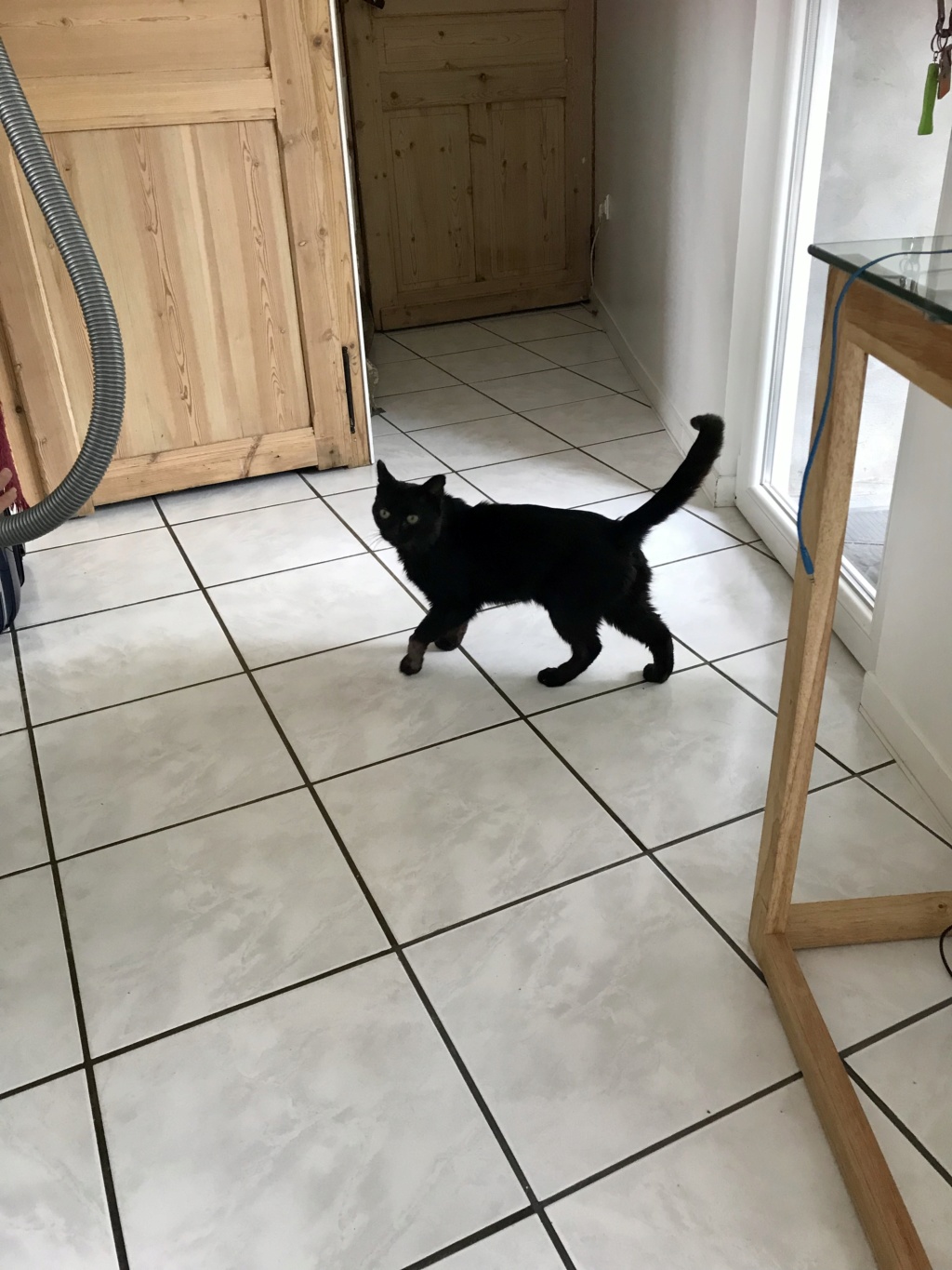 Onyx - beau chat noir - 5 ans  9b77e510