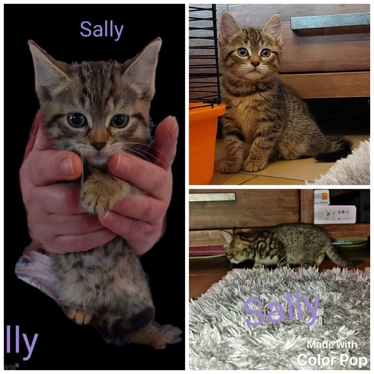 Sally / chaton femelle  A6f24510