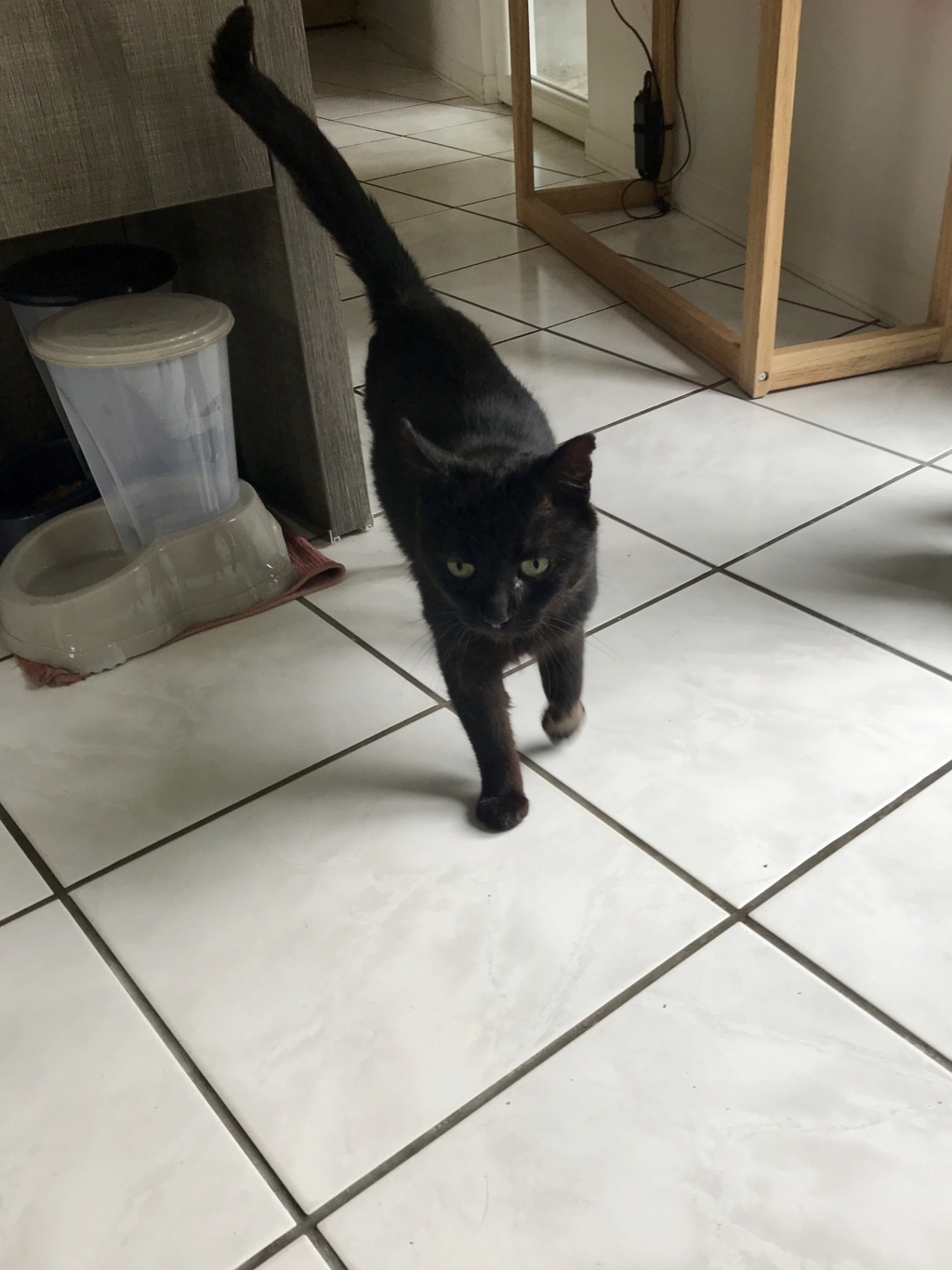 Onyx - beau chat noir - 5 ans  Bc65c610