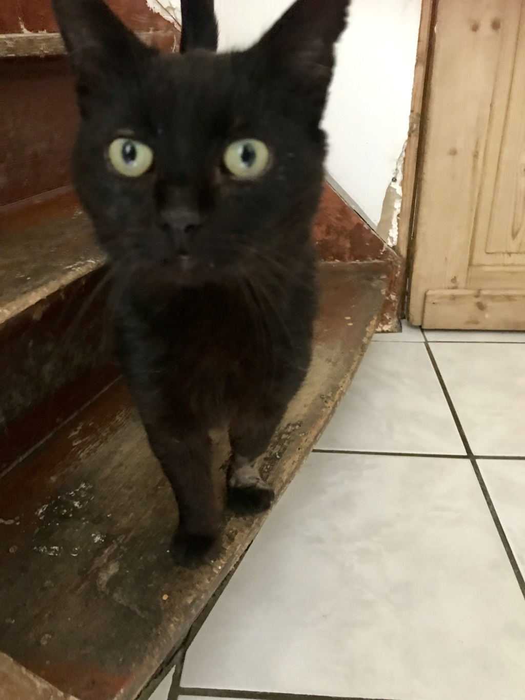 Onyx - beau chat noir - 5 ans  Cc583910