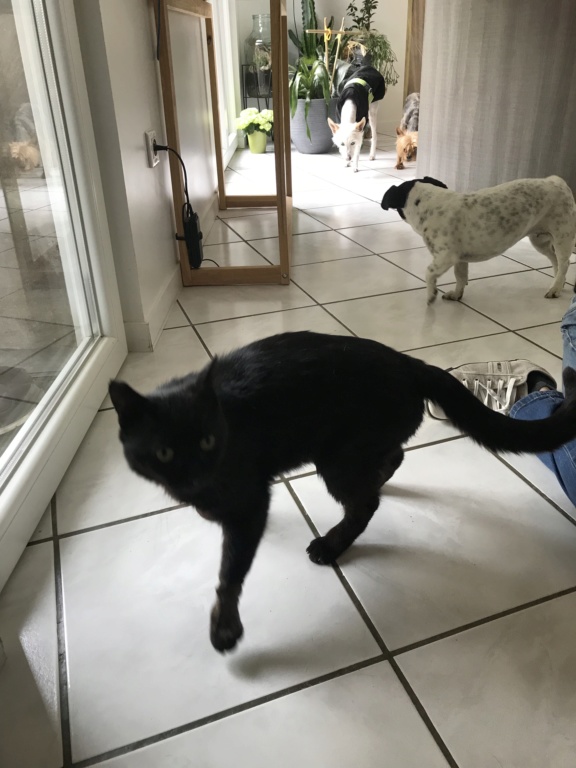 Onyx - beau chat noir - 5 ans  D187b410