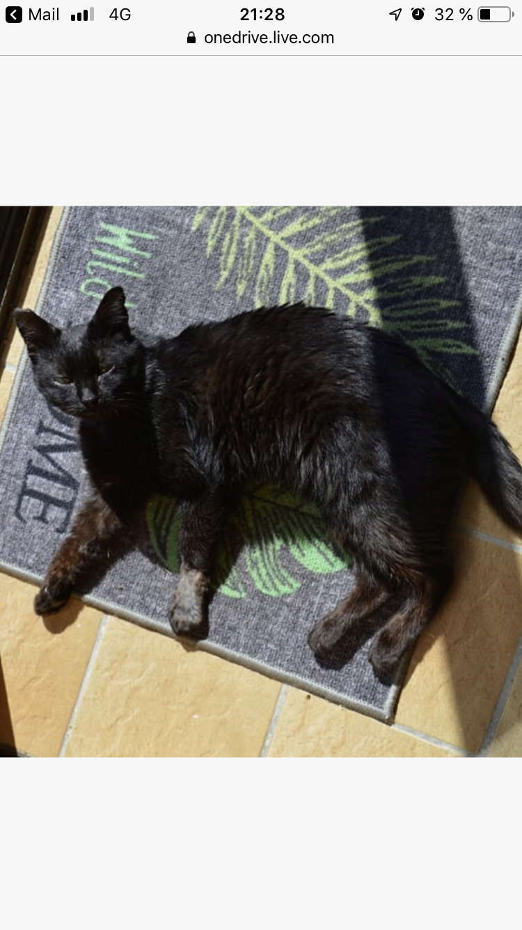Onyx - beau chat noir - 5 ans  F344b610