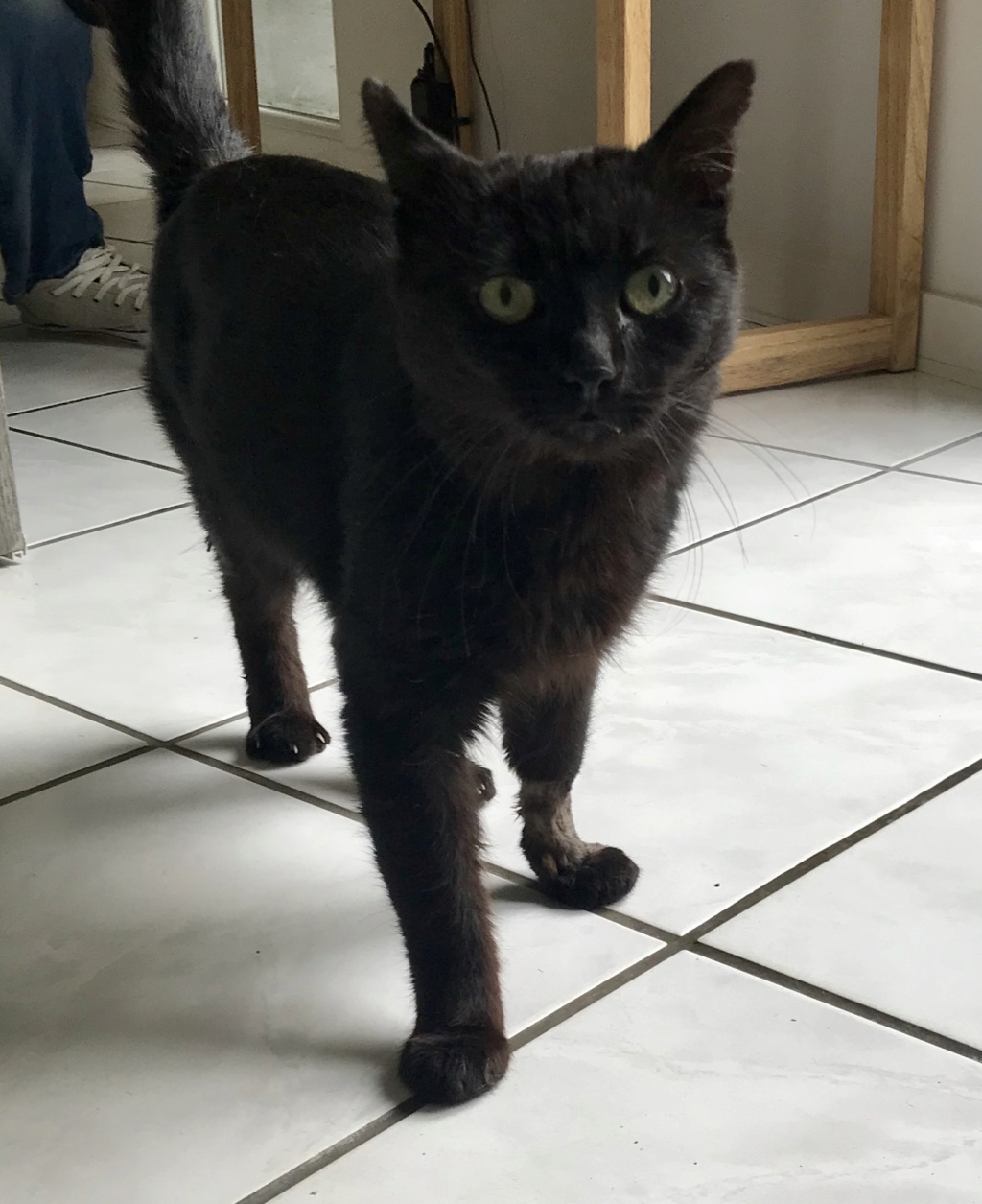 Onyx - beau chat noir - 5 ans  F72cd710