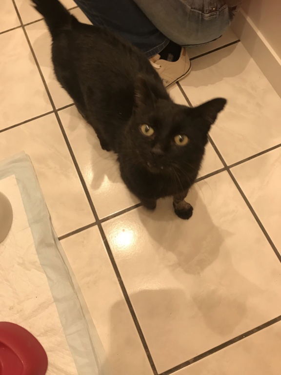 Onyx - beau chat noir - 5 ans  Fad11f10