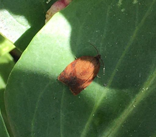 [Cacoecimorpha pronubana] Tortricidae à identifier 11265410