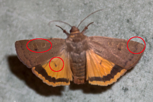 Noctua? 20190710