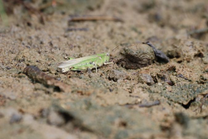 [Epacromius tergestinus] Le Criquet des salines vient d'être découvert dans le Morbihan 7352-110