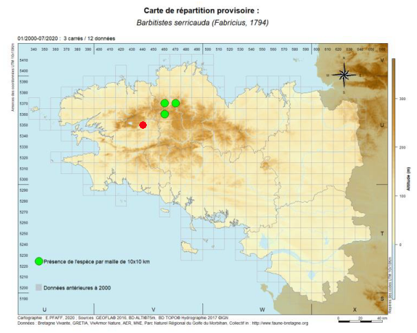 [Barbitistes serricauda] Découverte du Barbitiste des bois dans le Finistère B_serr10