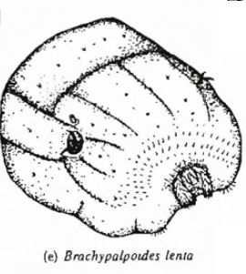larve - [Brachypalpoides lentus] Larve blanche. Brachy10