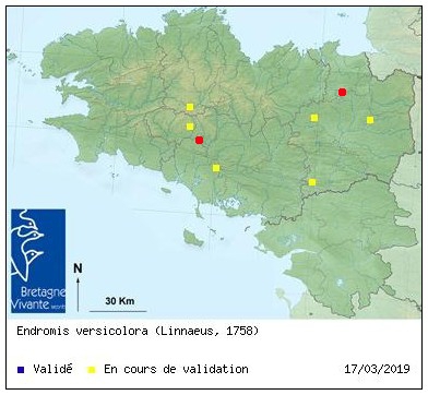 Bubry 21 mars - Endromis versicolora Carte_13