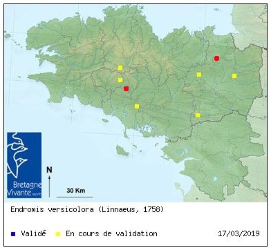 Endromis - Bubry 21 mars - Endromis versicolora Carte_13