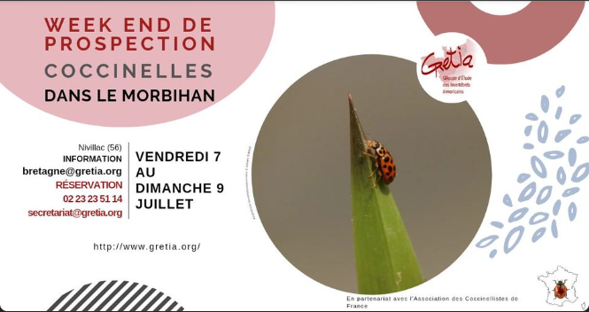Week-end de prospection "coccinelles" dans le Morbihan (du 7 au 9 juillet 2023) Cocci10