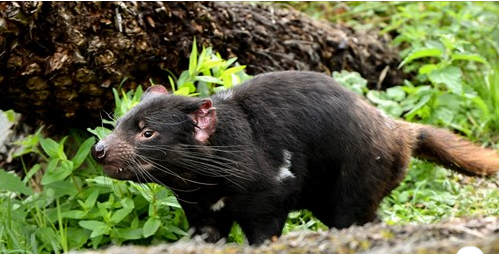 [Biblio] Rewilding : L'Europe réensauvagée de Gilbert Cochet et Béatrice Kremer-Cochet Diable10