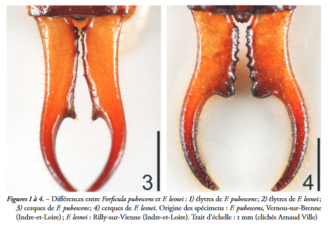 [Forficula / Chelidurella / Guenchia] Quelles forficules chercher en battage ? Forf10