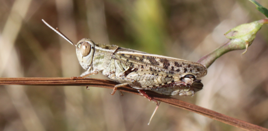 [Calliptalus italicus] L'Italien Img_0010