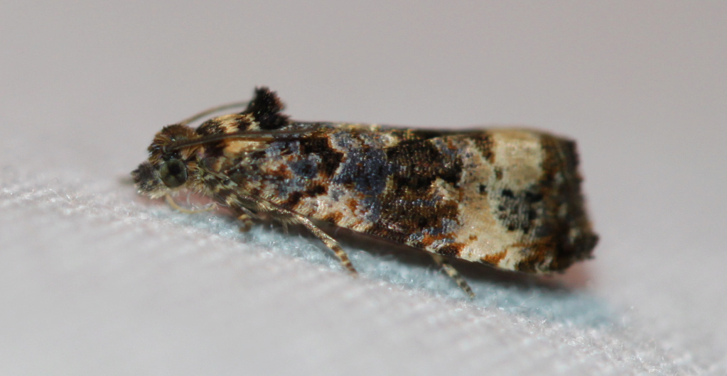 [Eudothenia sp.] Tortricidae à identifier Img_0514