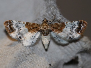 eupithecia - Chasse de nuit à La Bosse de Bretagne (XU00) : Cosmia pyralina, Dicycla oo, Eupithecia breviculata et Cnaemidophorus rhododactyla, Philireme transversata et Idaea deversaria   Img_1611