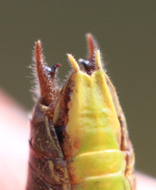 Metrioptera brachyptera [Metrioptera brachyptera] Img_1817