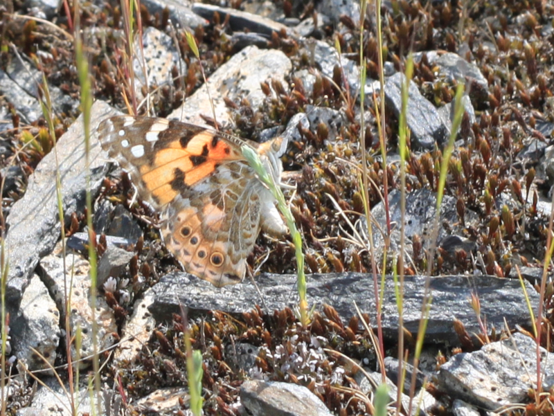 [Vanessa cardui] La Petite cotonnière, une nouvelle plante-hôte bretonne pour la Belle-dame ? Img_1921