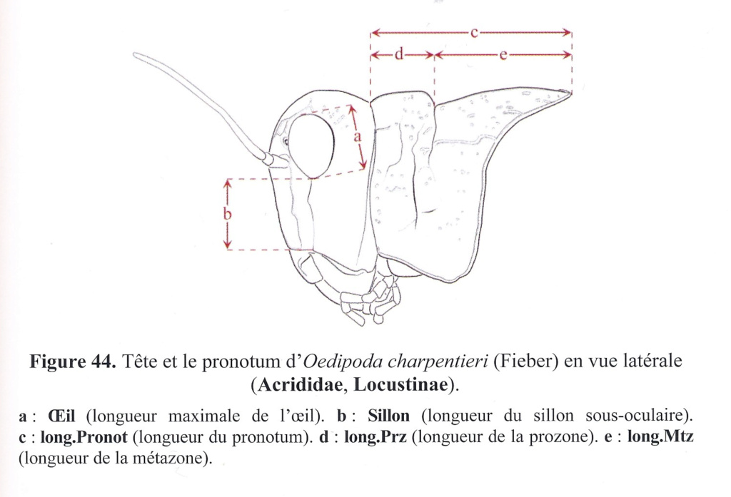 [Locusta migratoria] Bientôt les 7 plaies d'Egypte ? - Page 2 Img_2023