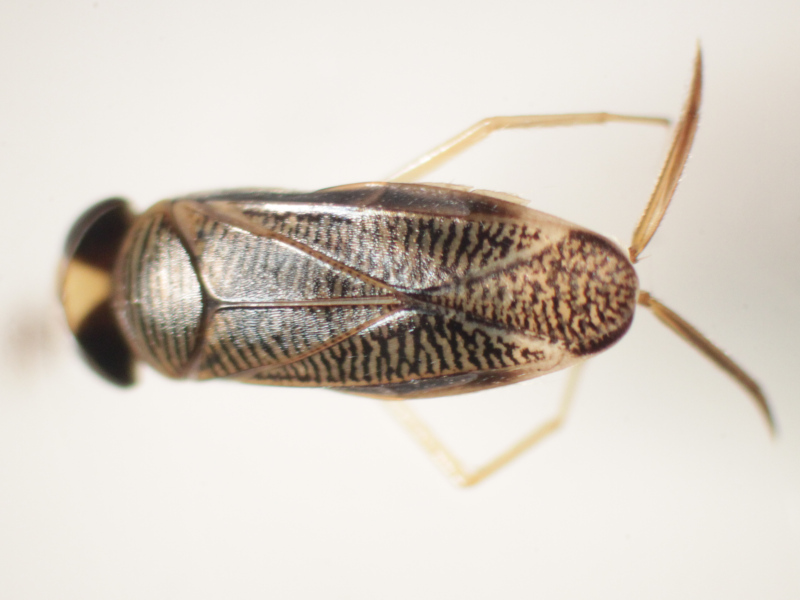 [Sigara nigrolineata] Corixidae de 5 mm à confirmer Img_2219