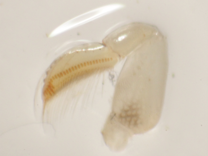 [Sigara nigrolineata] Corixidae de 5 mm à confirmer Img_2220