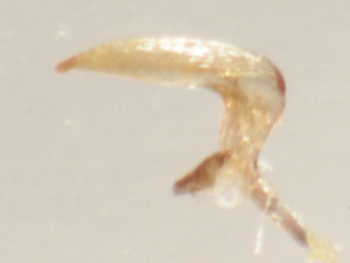 [Sigara nigrolineata] Corixidae de 5 mm à confirmer Img_2221