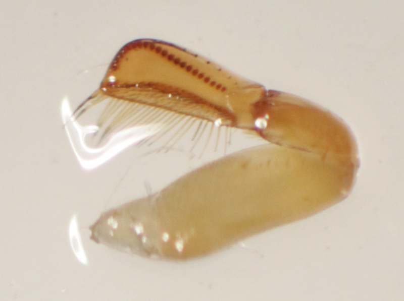 [Hesperocorixa sahlbergi] Corixidae de 7 mm (n°1) à confirmer Img_2224