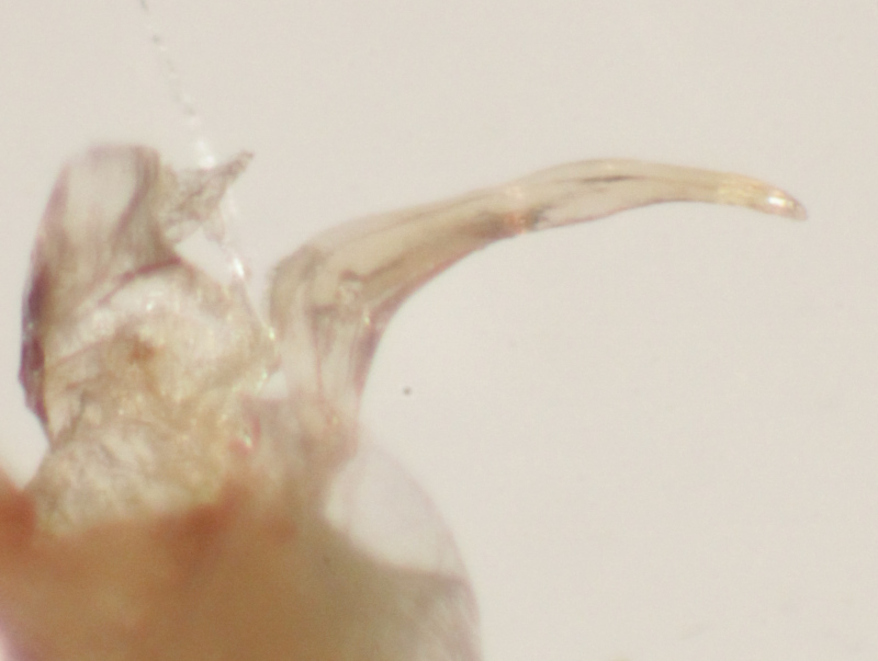 [Sigara falleni] Corixidae de 7 mm (n°2) à confirmer Img_2228