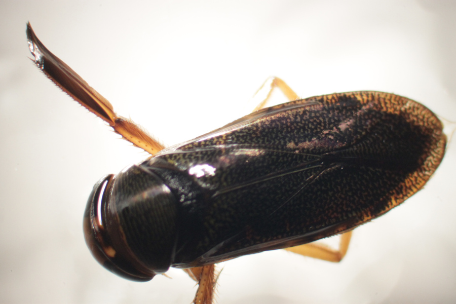 [Corixa punctata] Corixidae femelle pour identification (13 mm) ? Img_2513
