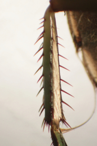 [Naucoris maculatus maculatus & Ilyocoris cimicoides cimicoides] Punaise aquatique. Img_2715