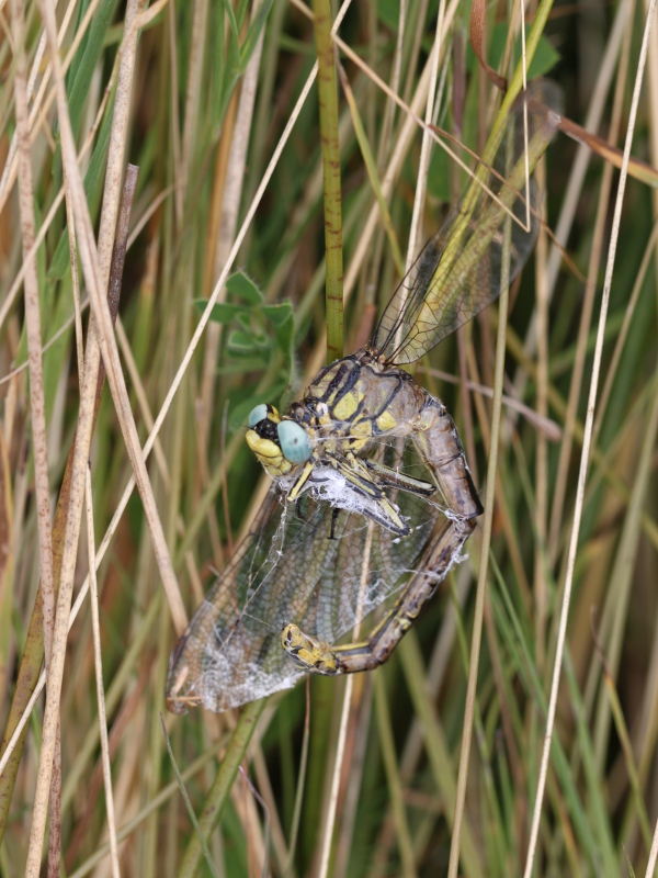 [Gomphus simillimus] Le Gomphe semblable en Bretagne ! Img_2910