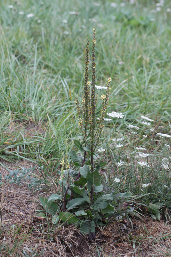 [Cucullia lychnitis] Chenille de Cucullie sur Molène noire (Verbascum nigrum) Img_3315