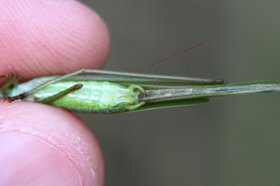 Phaneroptera falcata dans les landes Img_3714