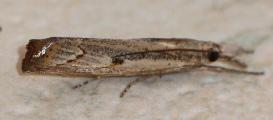 [Agriphila geniculea] Crambidé des landes ? Img_3721