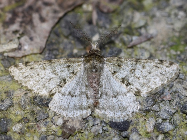 Février 2019 : Phigalia pilosaria et Apocheima hispidaria Img_5312