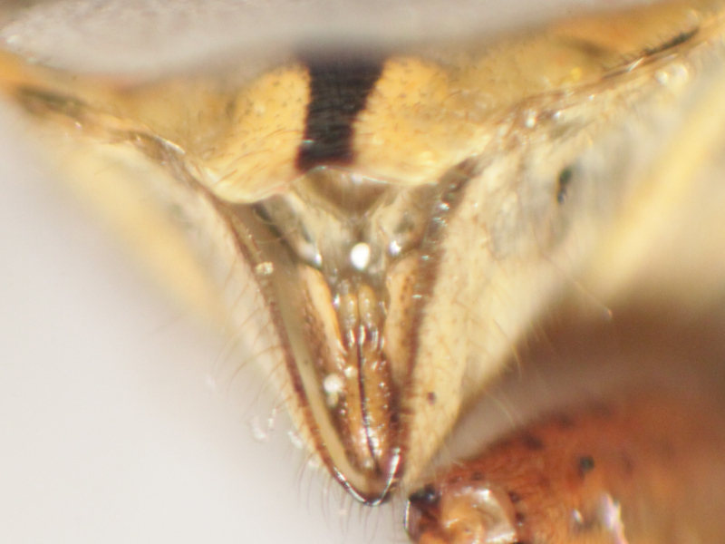 [Stictopleurus abutilon] Rhopalidae brun et jaune ? Img_5611