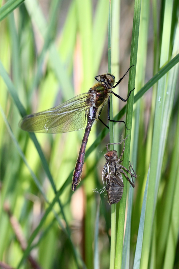 Les Libellules du printemps 2019 Img_6110