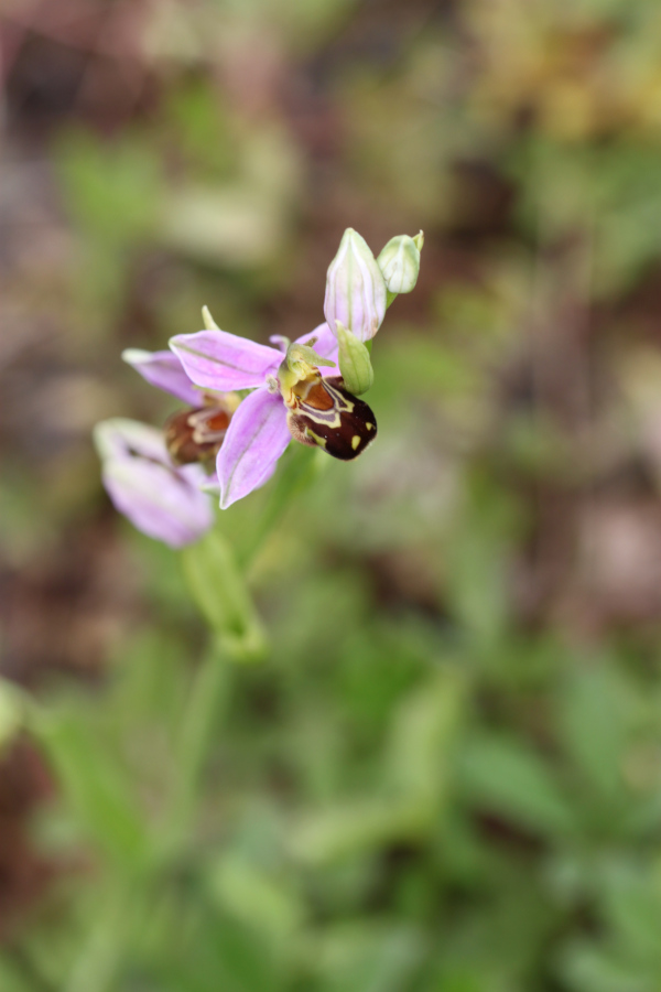 [Ophrys apifera] Petite ochidée rennaise Img_6615