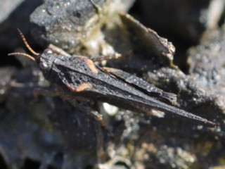 [Tetrix ceperoi & T. undulata] Les Tétrix des berges d'étang Img_7913