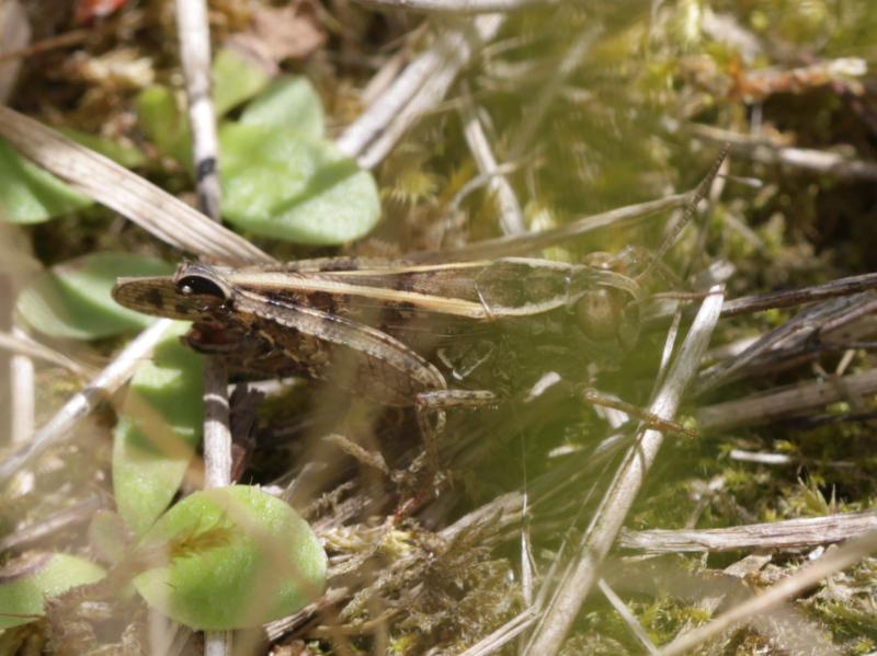 [Calliptalus italicus] L'Italien Img_8911