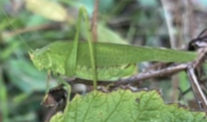 [Phaneroptera nana] Identification Sauterelle  Img_9715