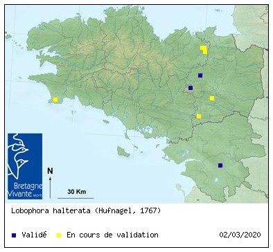 [Lobophora halterata] un récalcitrant... L_halt10