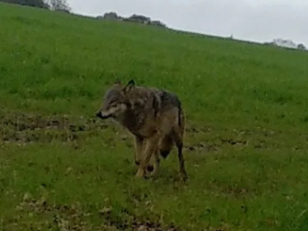 [Canis lupus] Un loup identifié en Loire-atlantique, en Normandie, et désormais dans d'autres départements bretons Loup10
