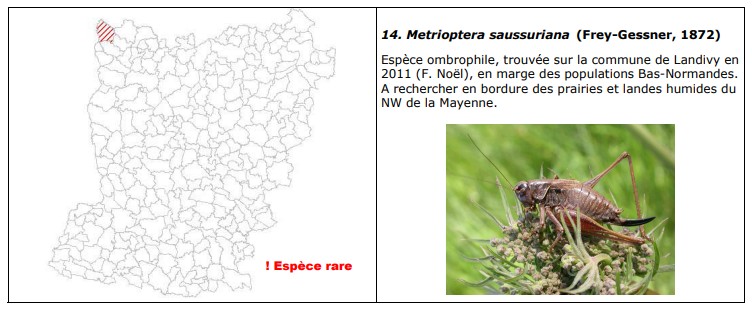 Metrioptera saussuriana et Metrioptera brachyptera  M_saus11