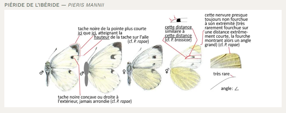 [Pieris sp.] Confirmation Rhopalocère : Pieris mannii ? Manii10