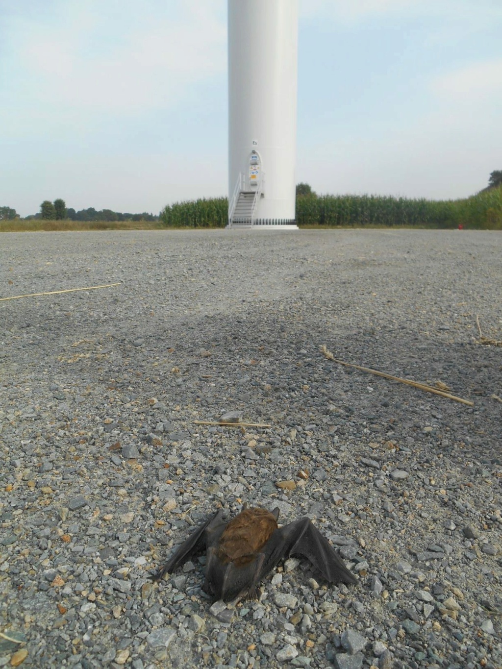 Pétition contre le projet d'implantation de 17 éoliennes en Forêt de Lanouée Nycnoc10